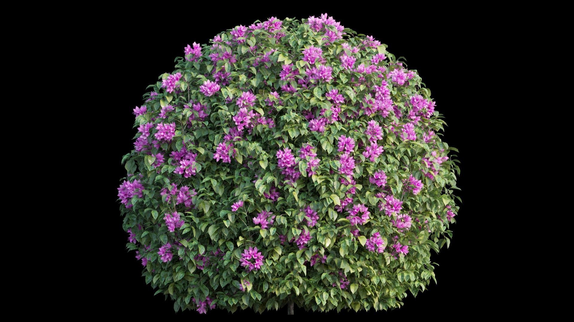 Bougainvillea plant set 06 3D model_9