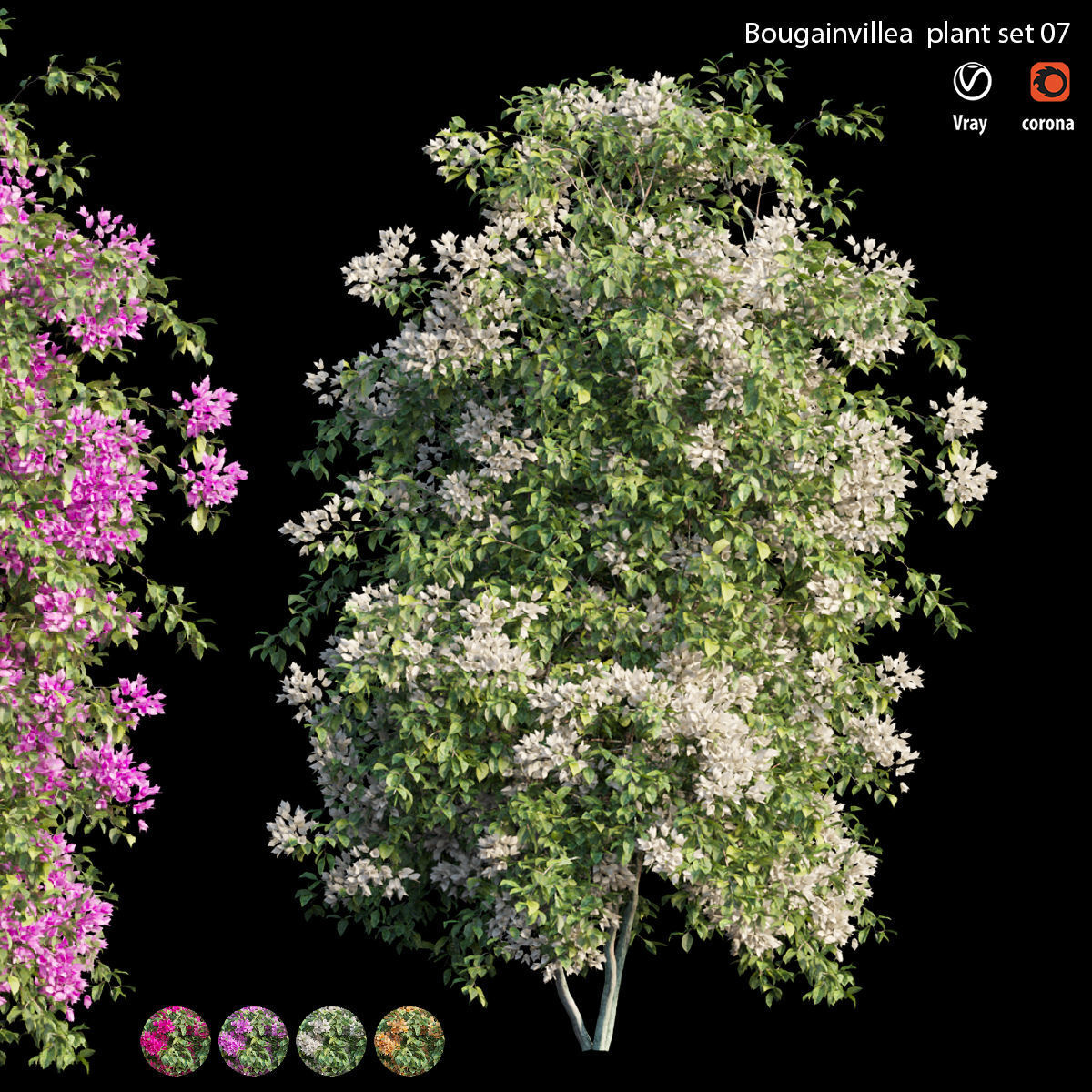 Bougainvillea plant set 07 3D model_1