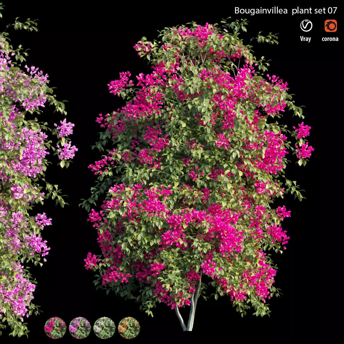 Bougainvillea plant set 07 3D model_0