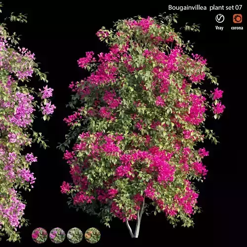 Bougainvillea  plant set 07 3D model