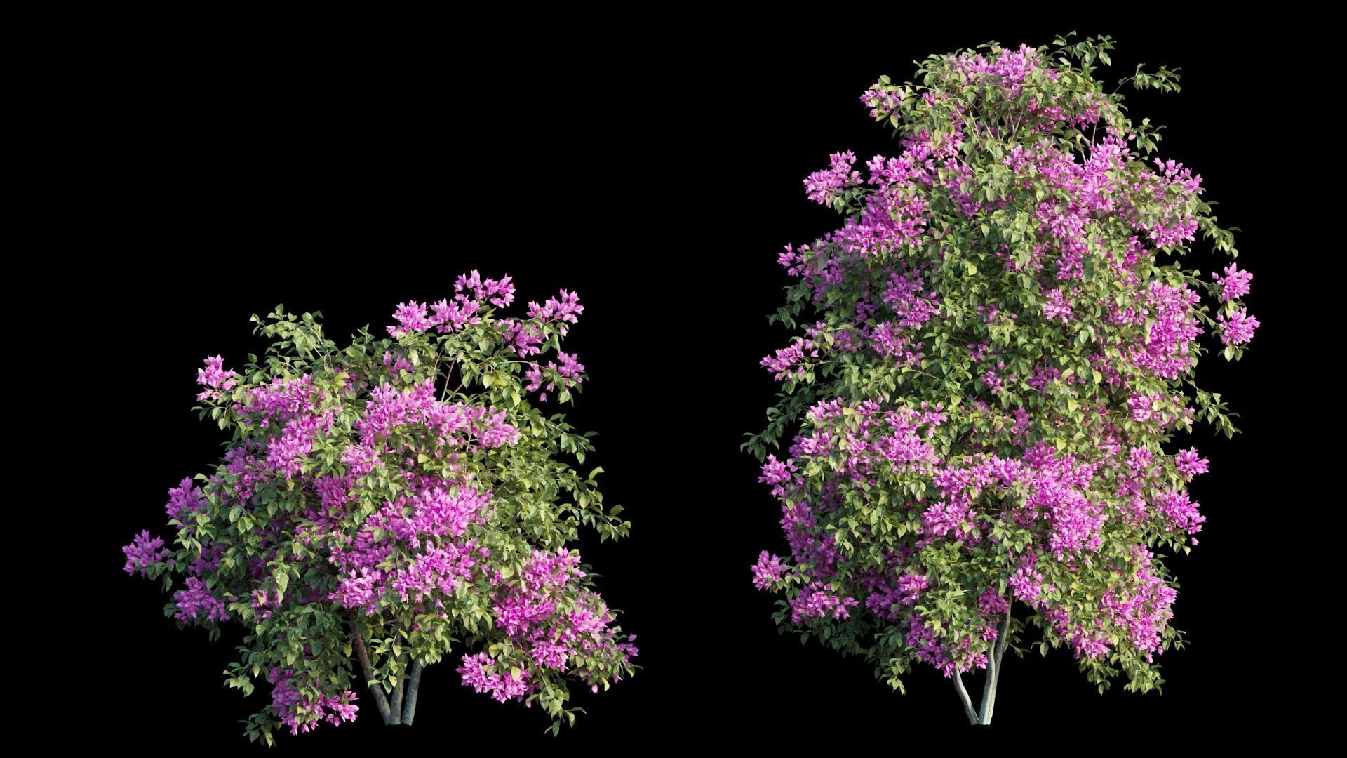 Bougainvillea plant set 07 3D model_5