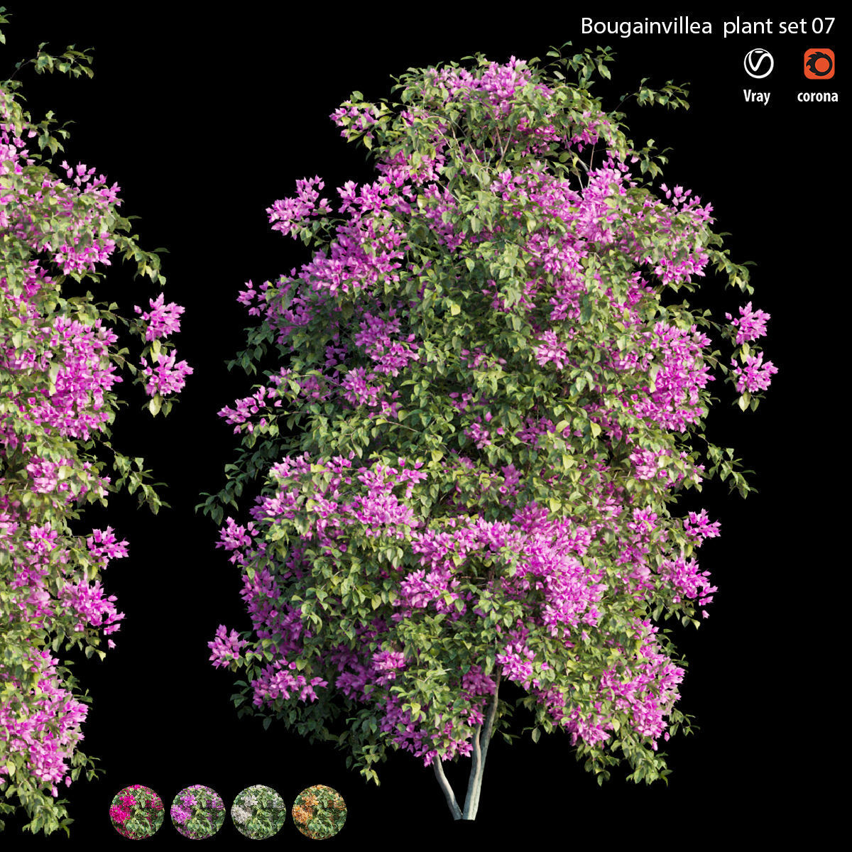 Bougainvillea plant set 07 3D model_3