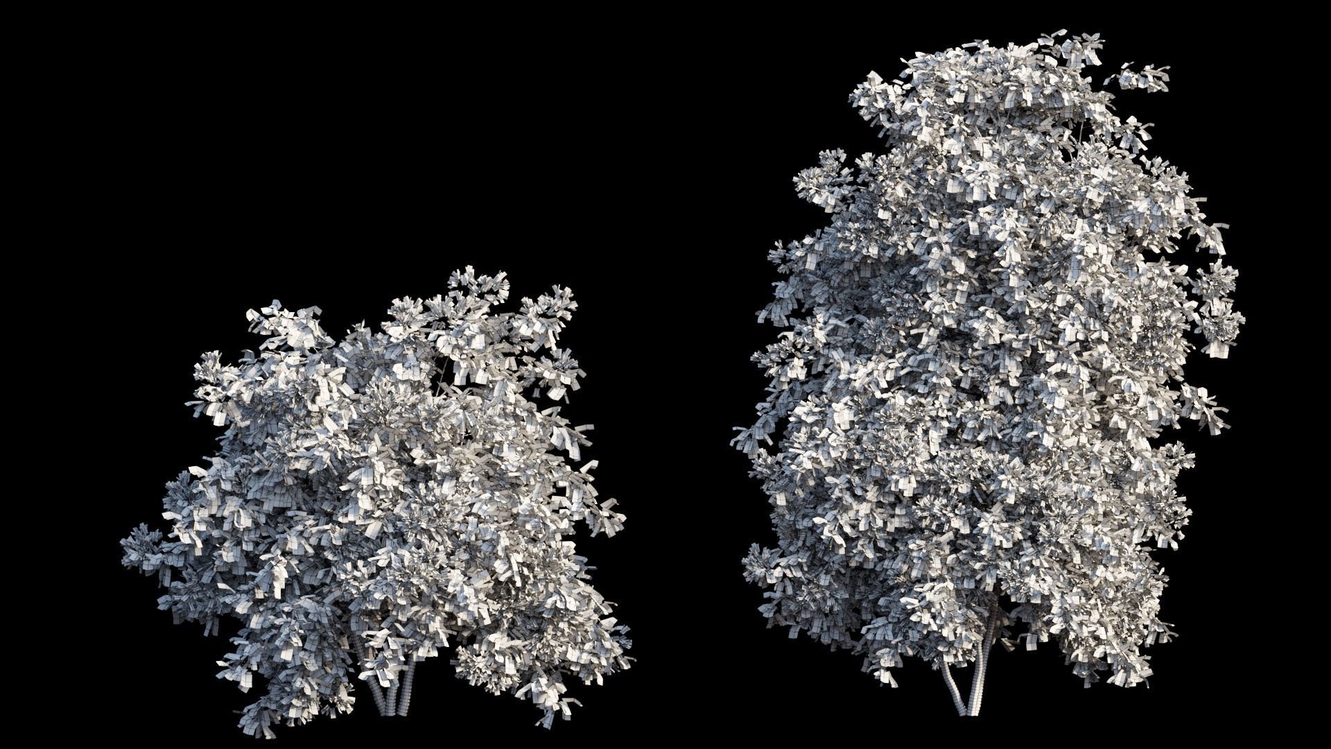 Bougainvillea plant set 07 3D model_9