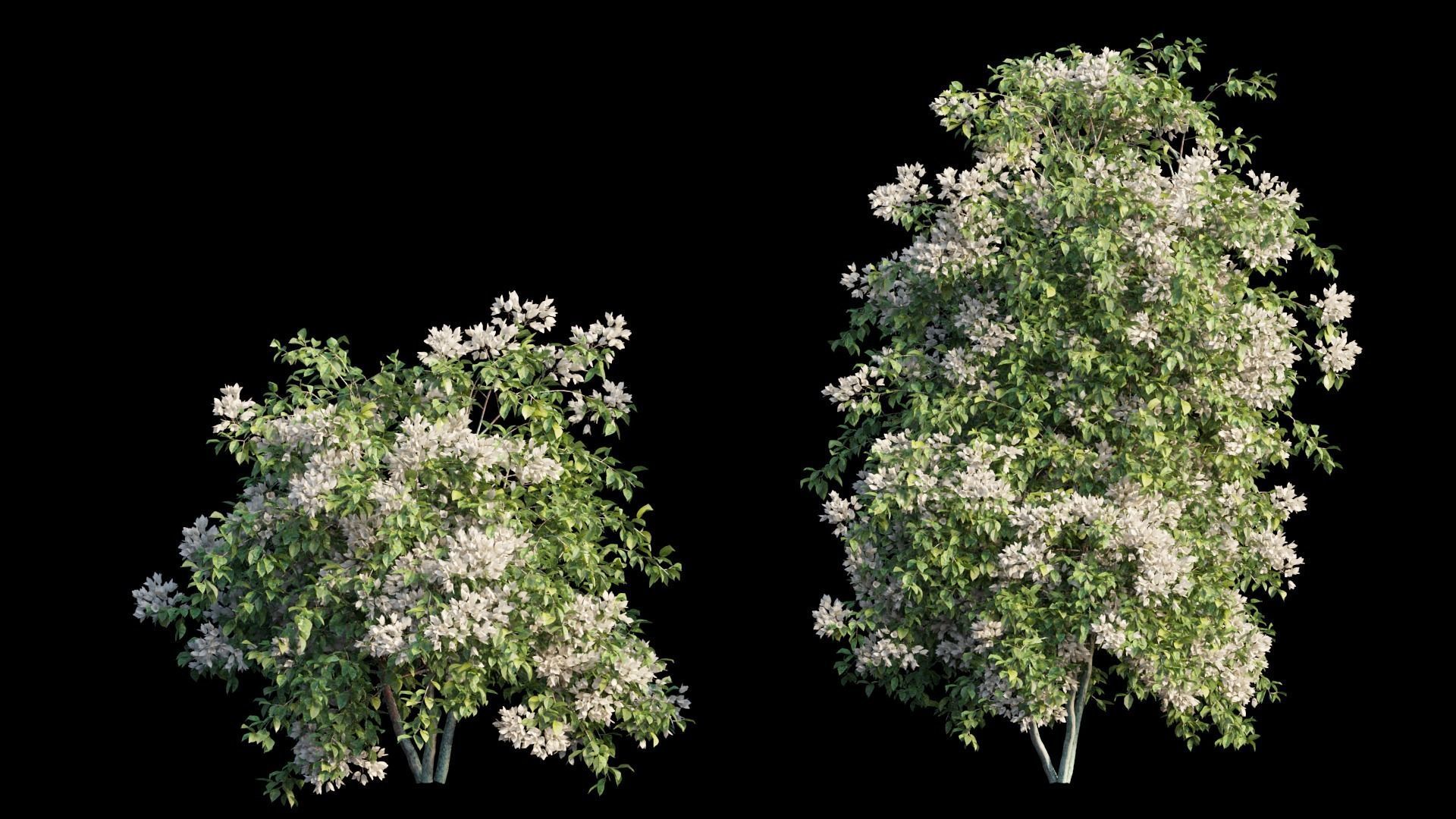 Bougainvillea plant set 07 3D model_7