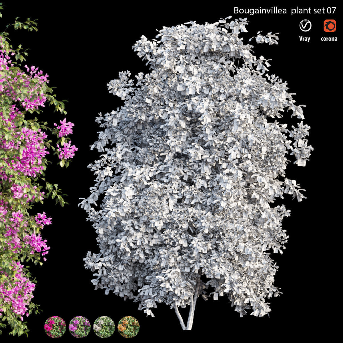 Bougainvillea plant set 07 3D model_4