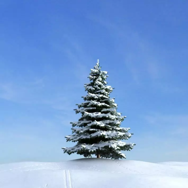 Snow Covered Pine Tree 3D model