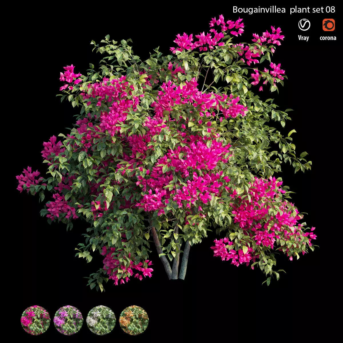 Bougainvillea plant set 08 3D model_0