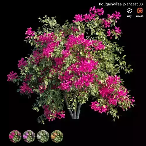 Bougainvillea plant set 08 3D model