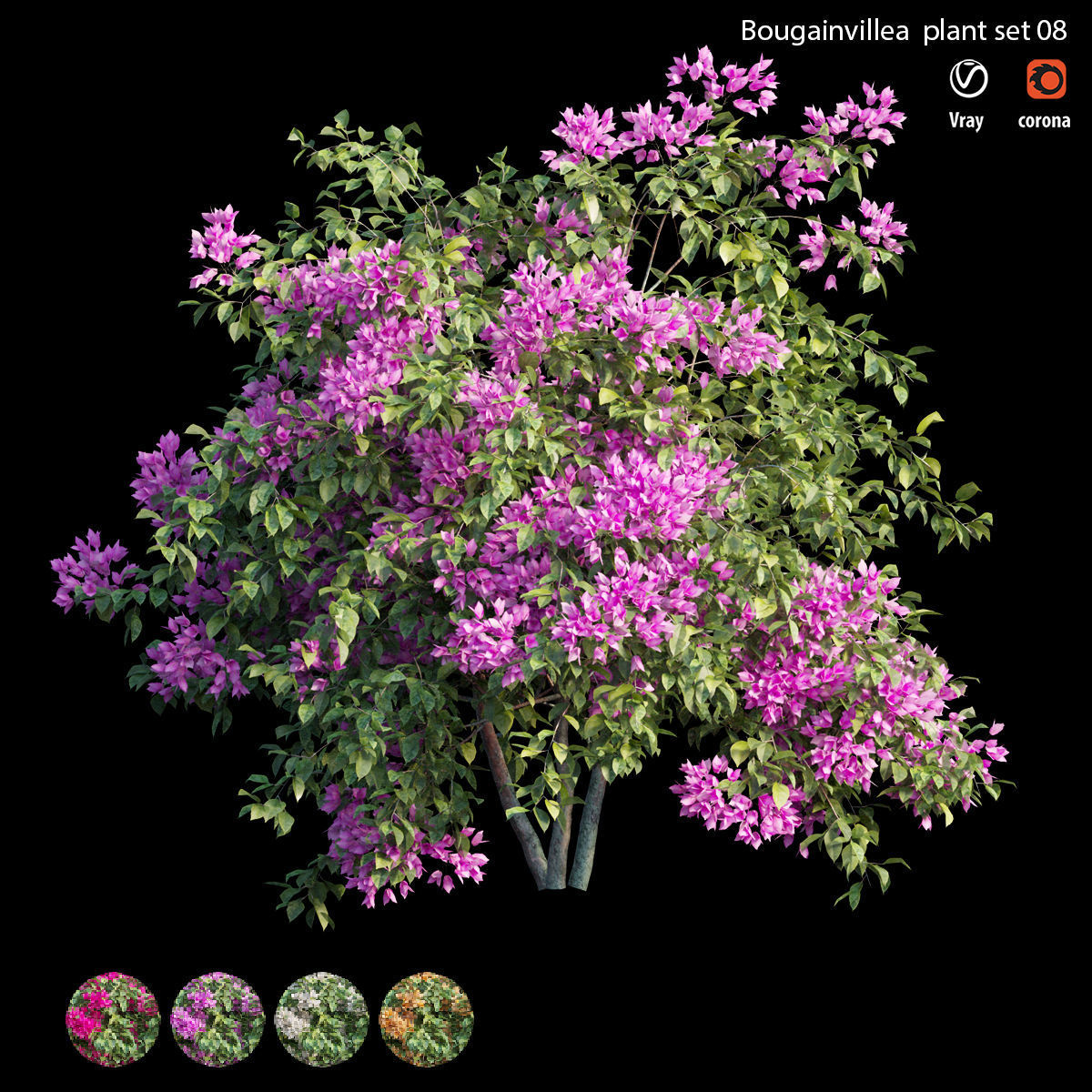Bougainvillea plant set 08 3D model_1