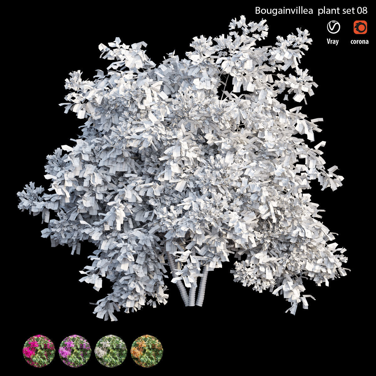 Bougainvillea plant set 08 3D model_4