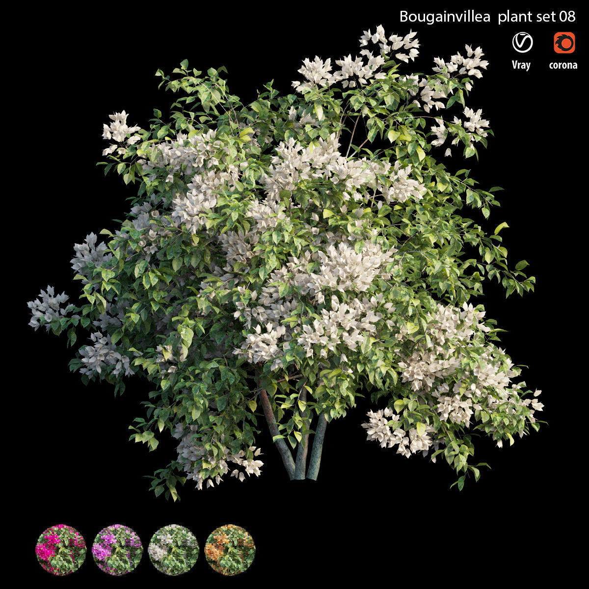 Bougainvillea plant set 08 3D model_2