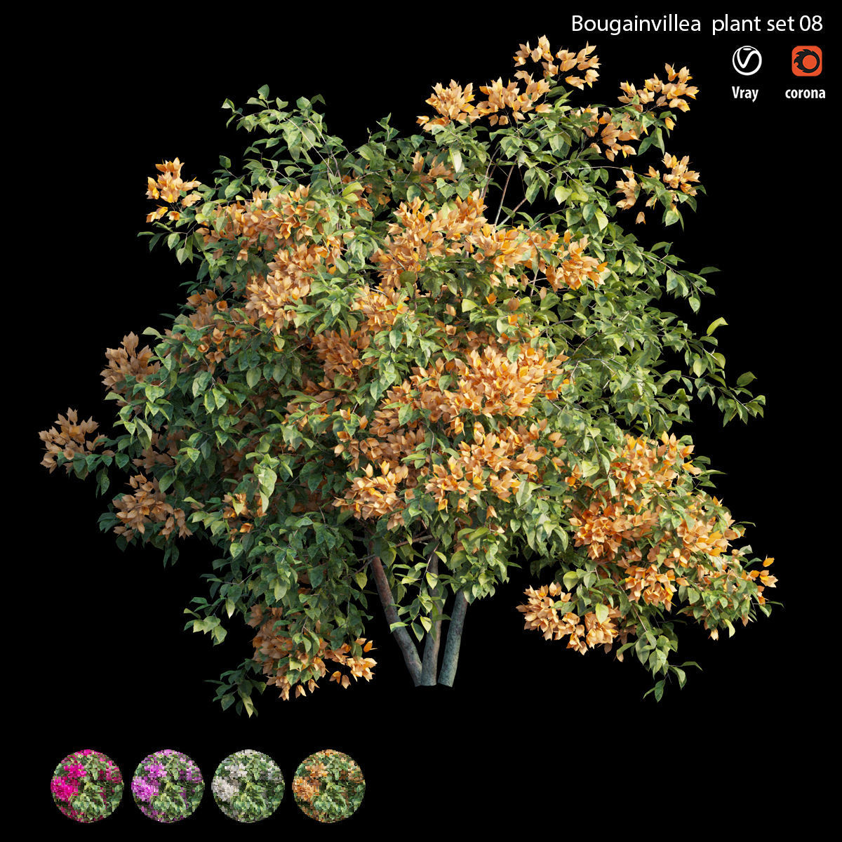 Bougainvillea plant set 08 3D model_3