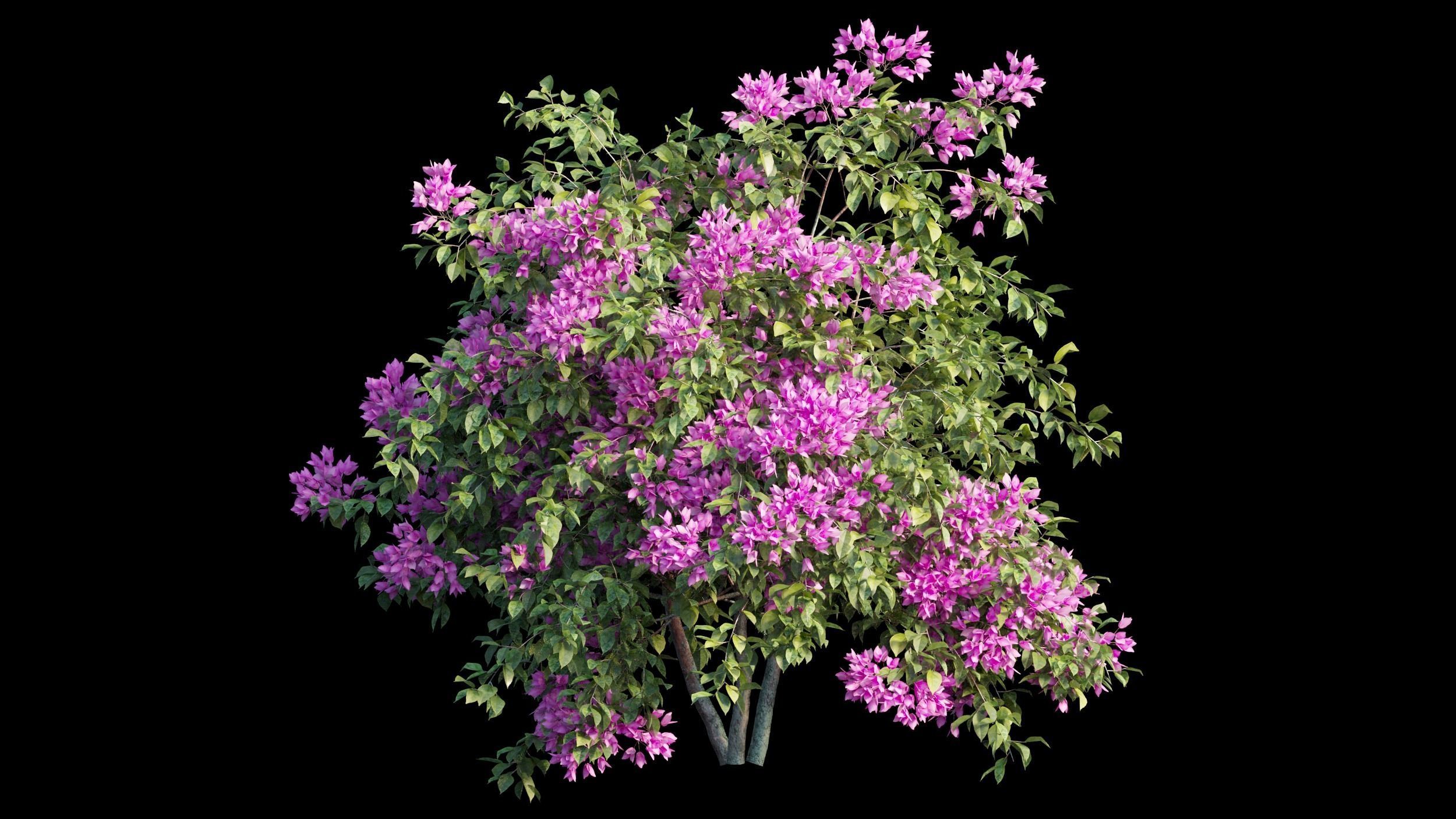 Bougainvillea plant set 08 3D model_8