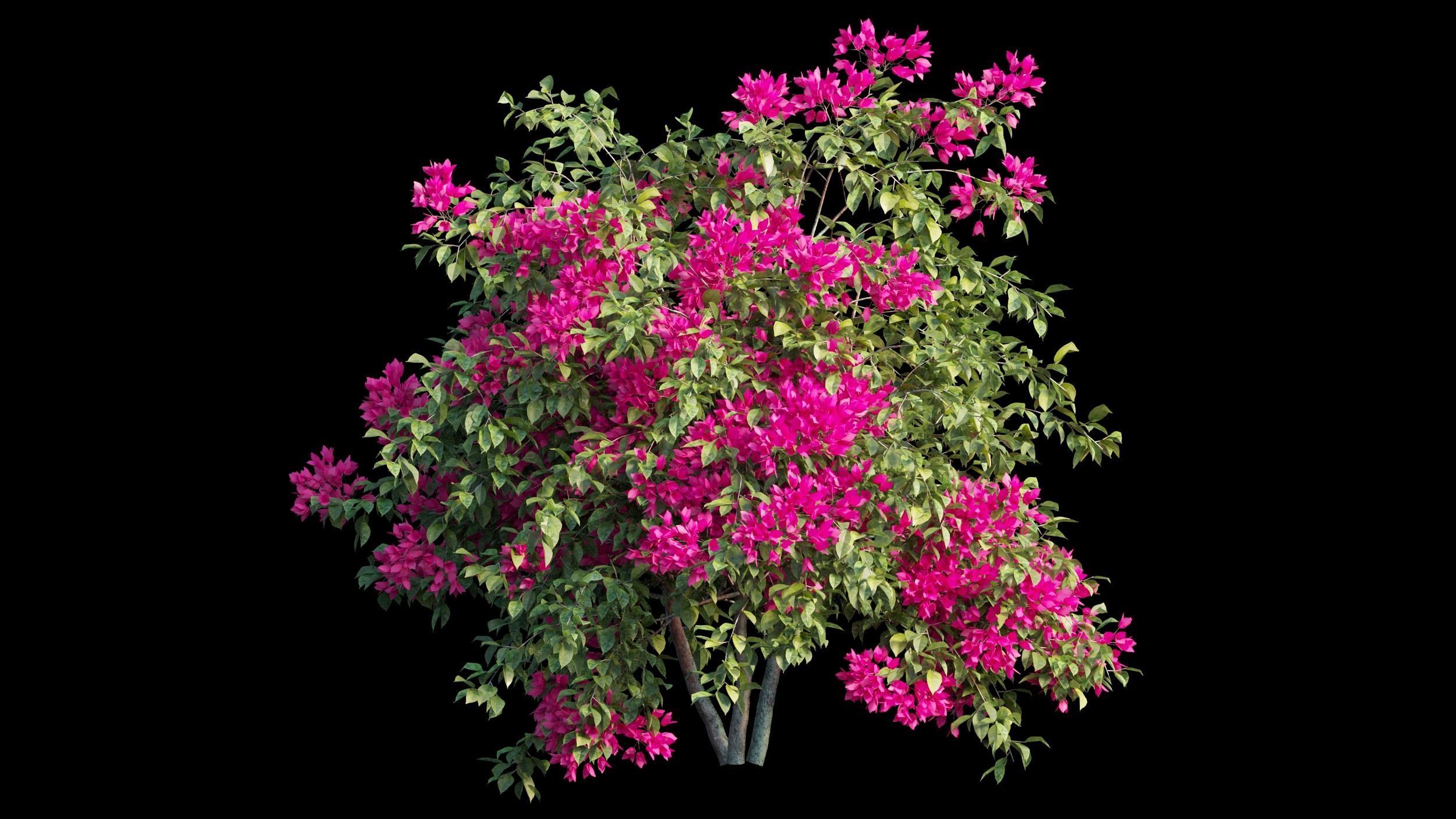 Bougainvillea plant set 08 3D model_7