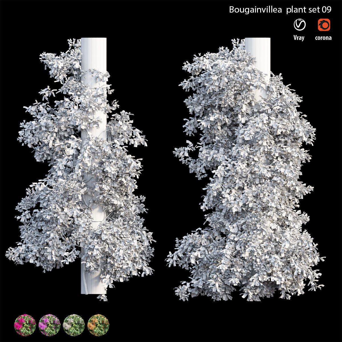 Bougainvillea plant set 09 3D model_4