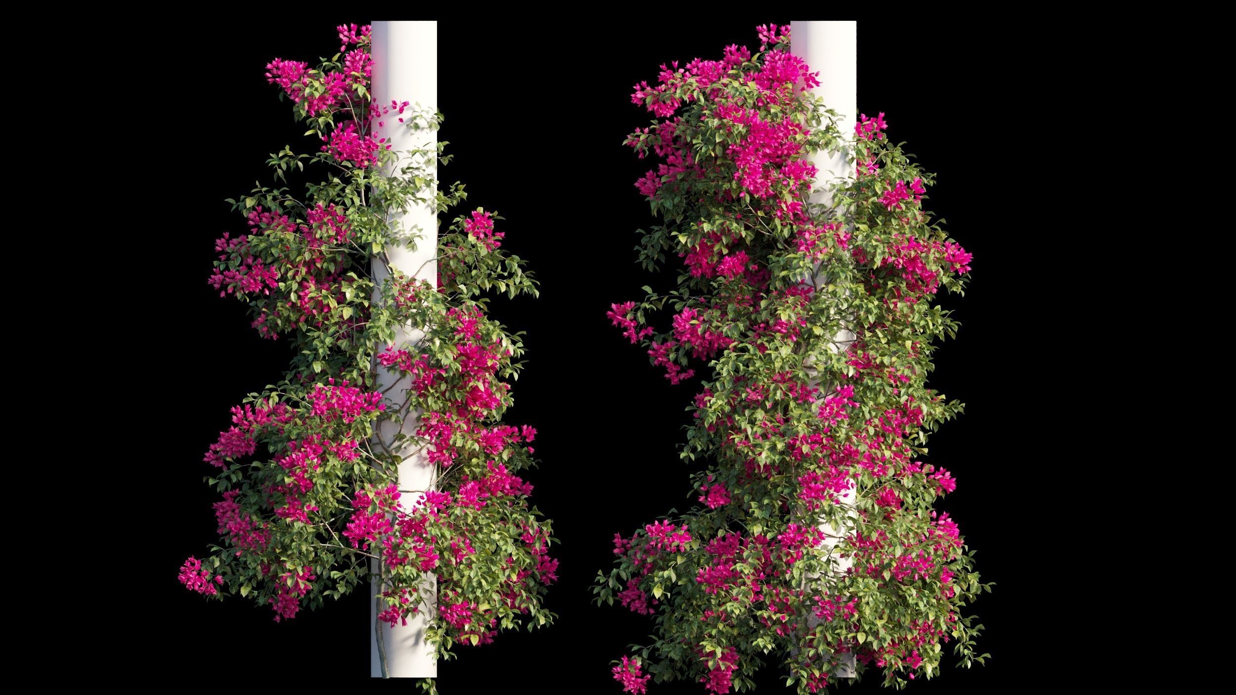 Bougainvillea plant set 09 3D model_6