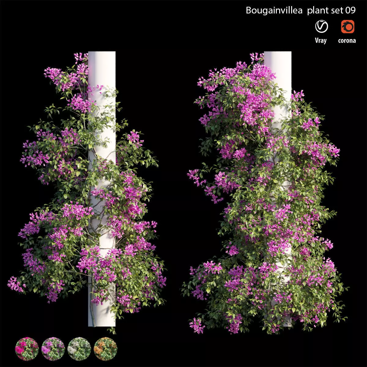 Bougainvillea plant set 09 3D model_0
