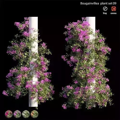 Bougainvillea plant set 09 3D model