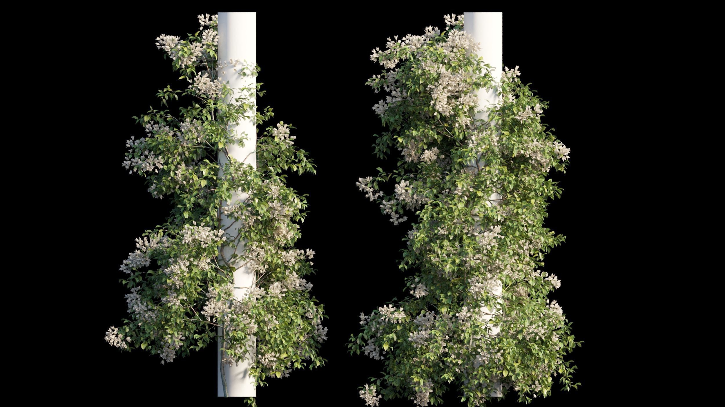 Bougainvillea plant set 09 3D model_7