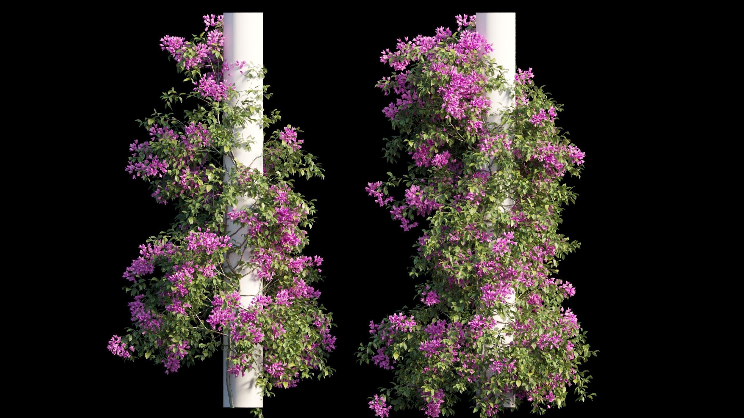Bougainvillea plant set 09 3D model_5