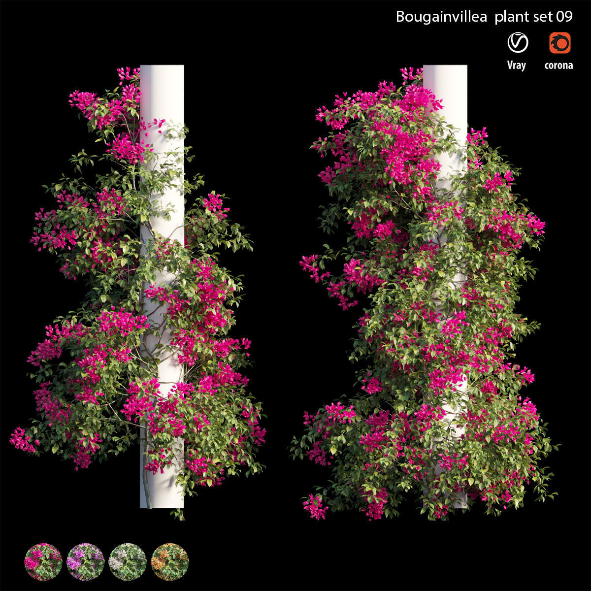 Bougainvillea plant set 09 3D model_1