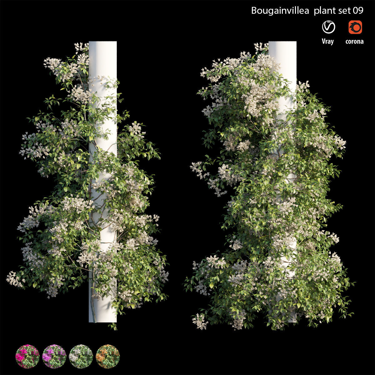 Bougainvillea plant set 09 3D model_2