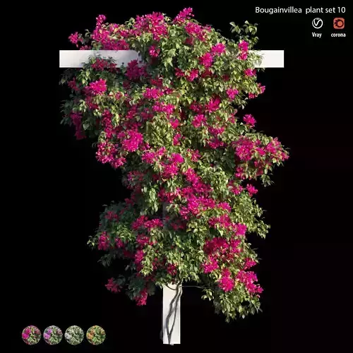Bougainvillea plant set 10