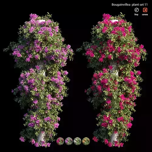 Bougainvillea plant set 11