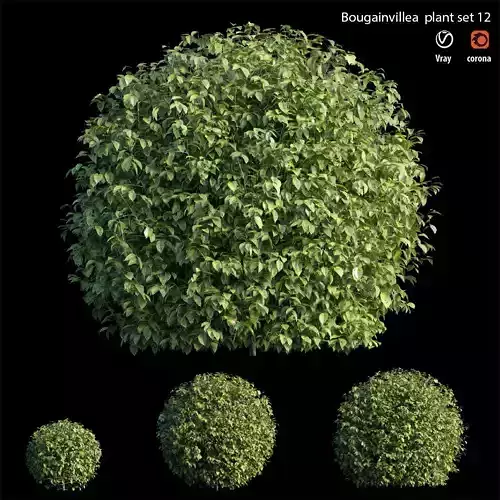 Bougainvillea plant set 12 