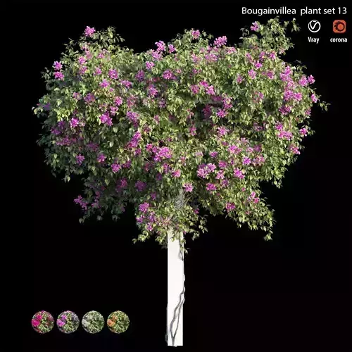 Bougainvillea plant set 13