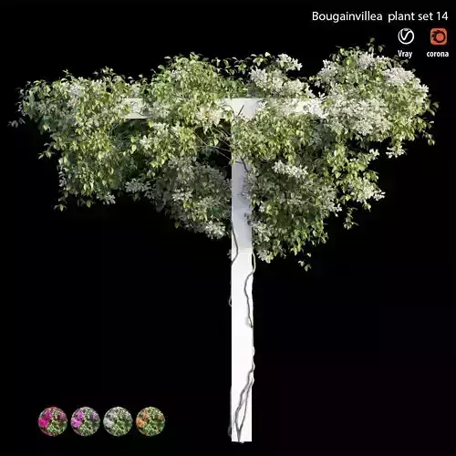 Bougainvillea plant set 14