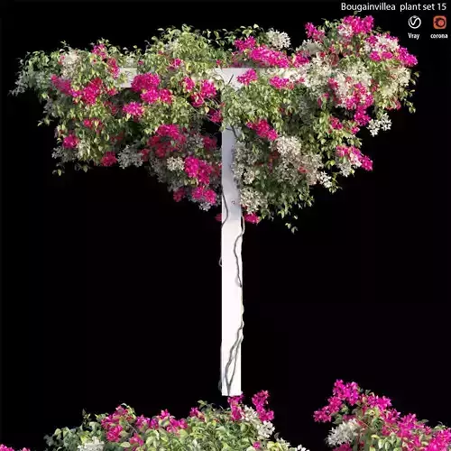 Bougainvillea plant set 15