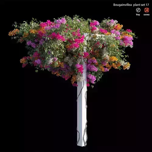 Bougainvillea plant set 17