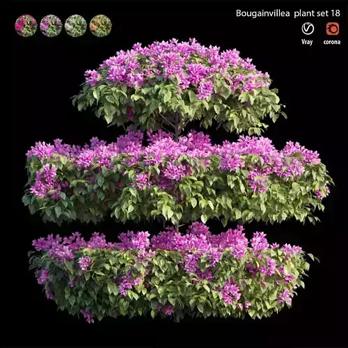 Bougainvillea plant set 18