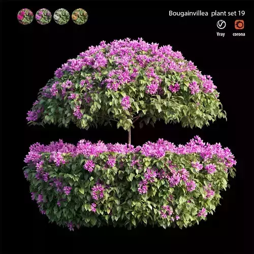 Bougainvillea plant set 19