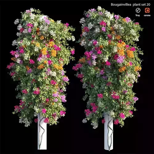 Bougainvillea plant set 20