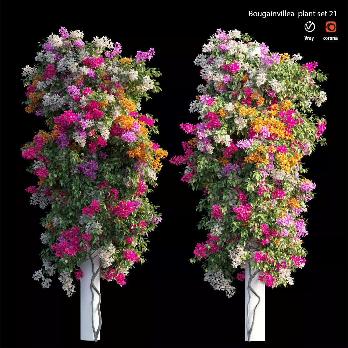 Bougainvillea plant set 21 3D model