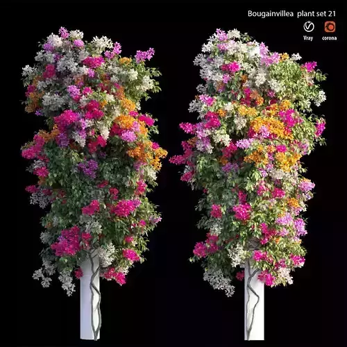 Bougainvillea plant set 21  3D model