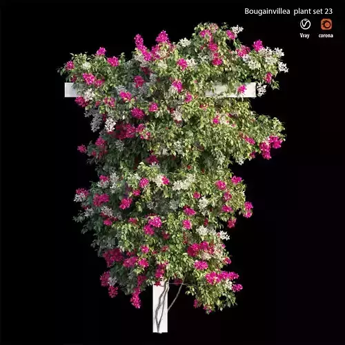 Bougainvillea plant set 23