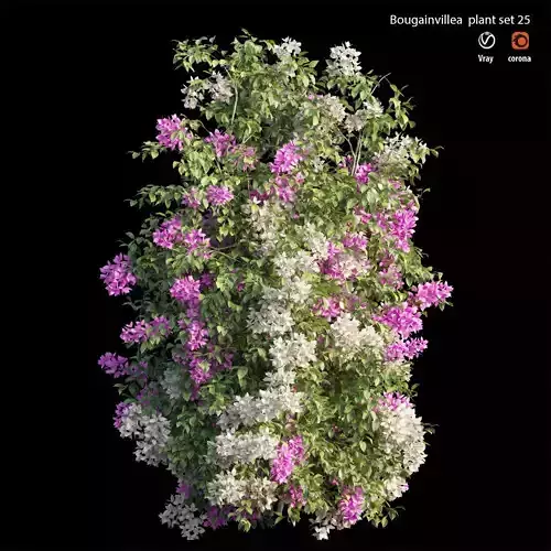 Bougainvillea plant set 25 3D model