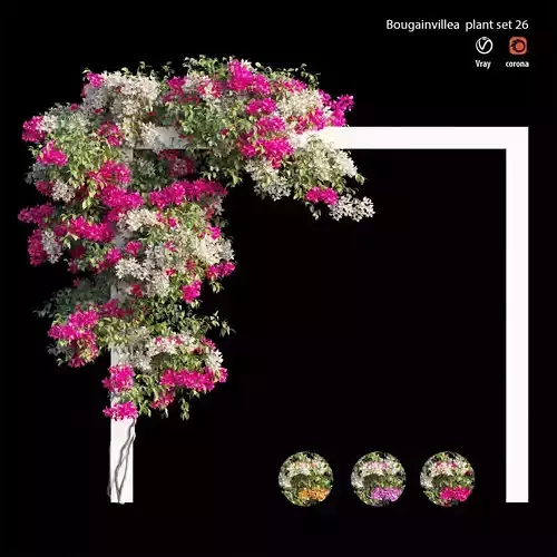 Bougainvillea plant set 26