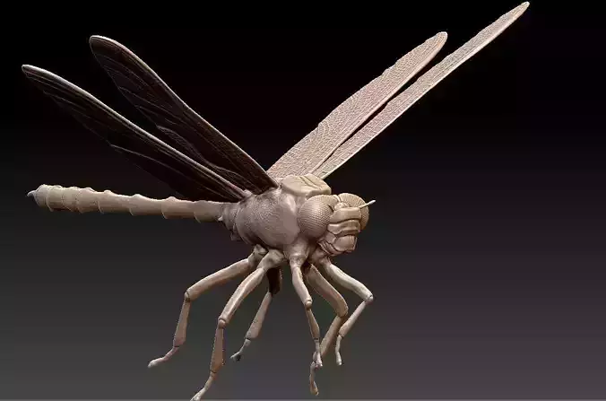 dragonfly in flight 3D print model