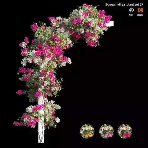 Bougainvillea plant set 27