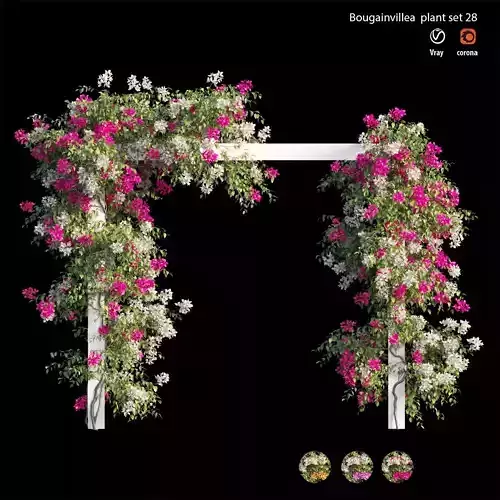 Bougainvillea plant set 28