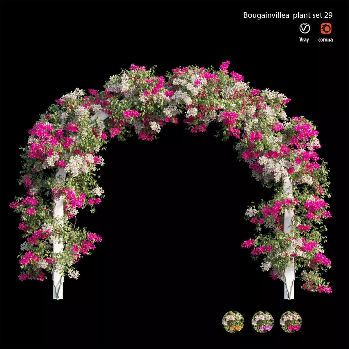 Bougainvillea plant set 29 3D model