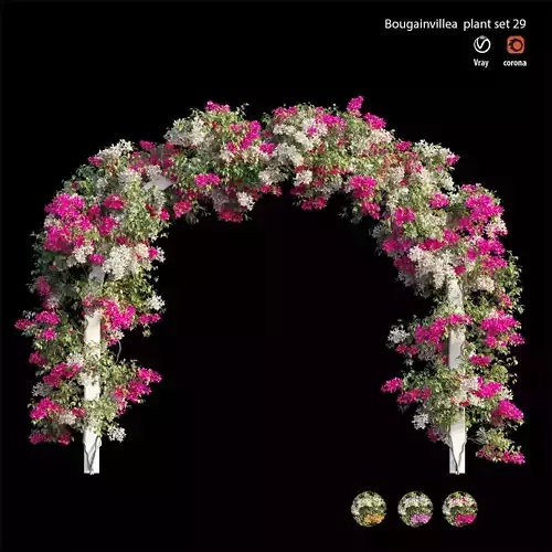 Bougainvillea plant set 29