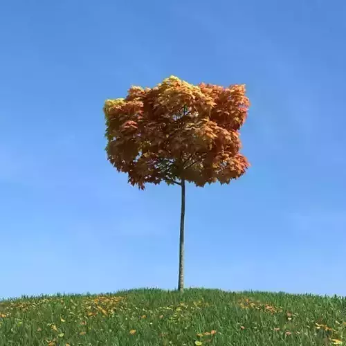 Autumn Tree
