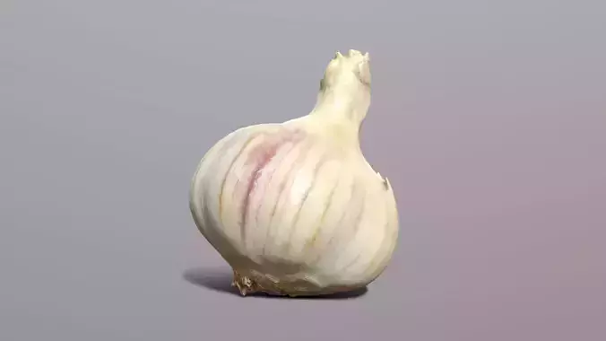 Garlic 3D model
