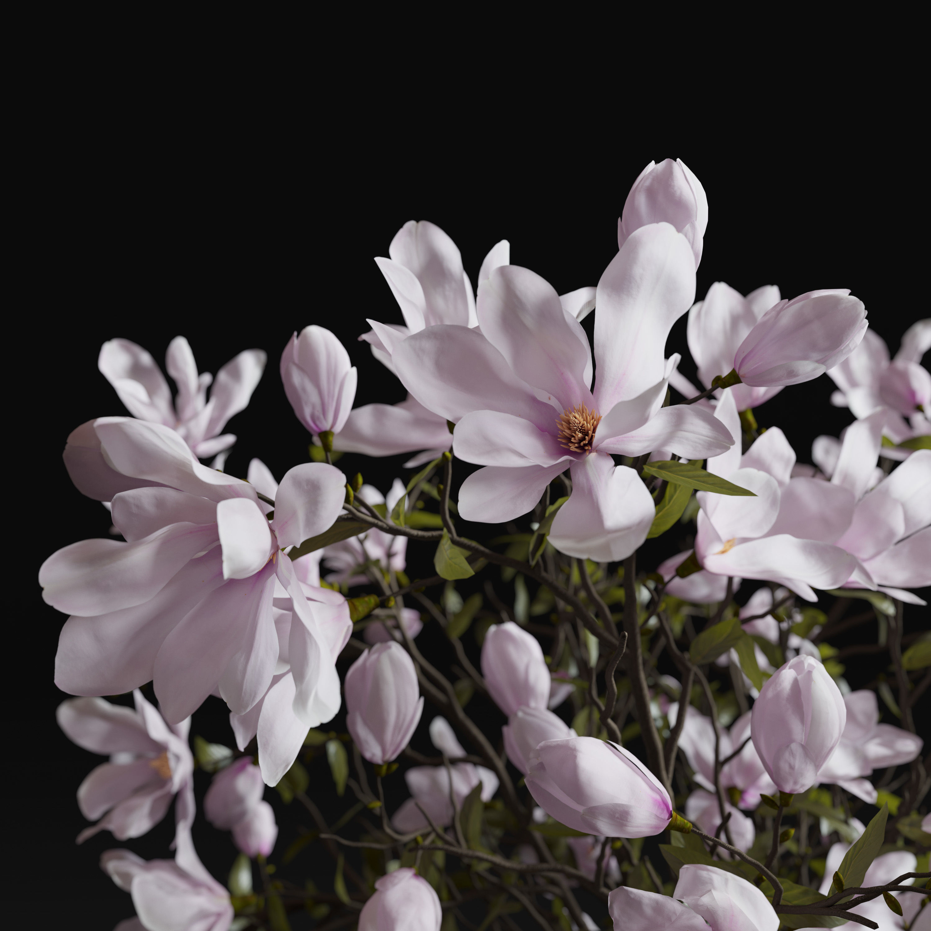 Decoration Set 30 Magnolia and Vases 3D model_1