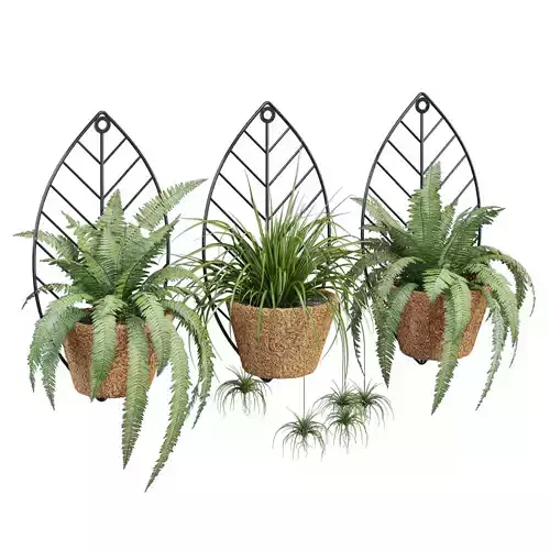 Foglia three hanging planters with ferns and succulents